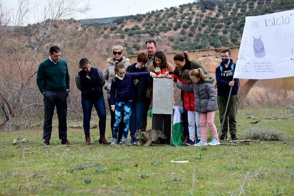 Liberación del lince Sueño en Úbeda.